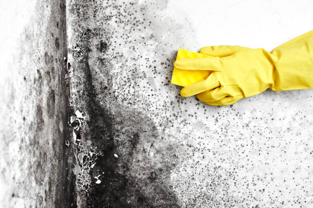 Best Black Mold Removal  in Weston Lakes, TX