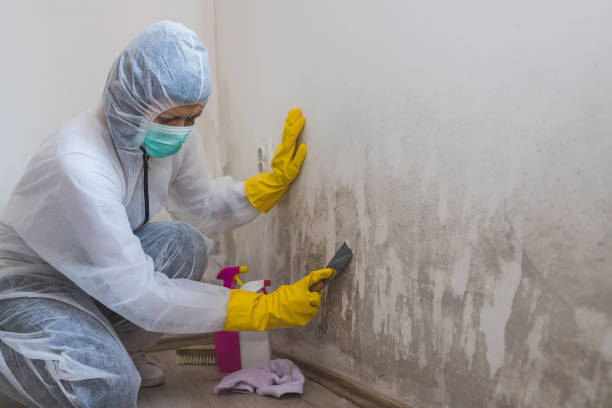 Best Mold Damage Repair  in Weston Lakes, TX