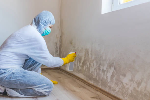 Mold Removal Process in Weston Lakes, TX