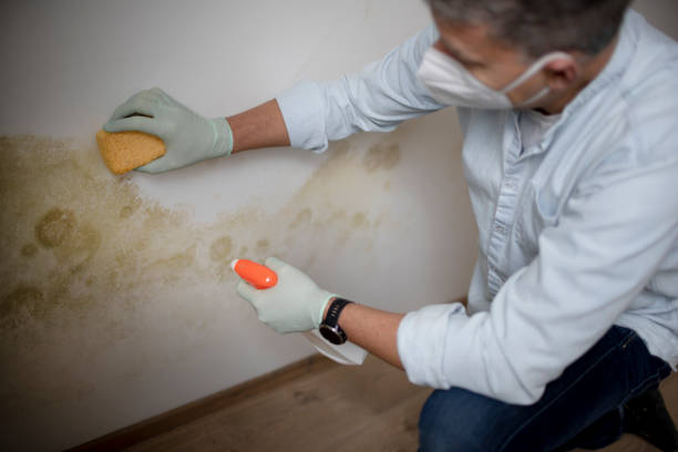 Mold Removal Process in Weston Lakes, TX